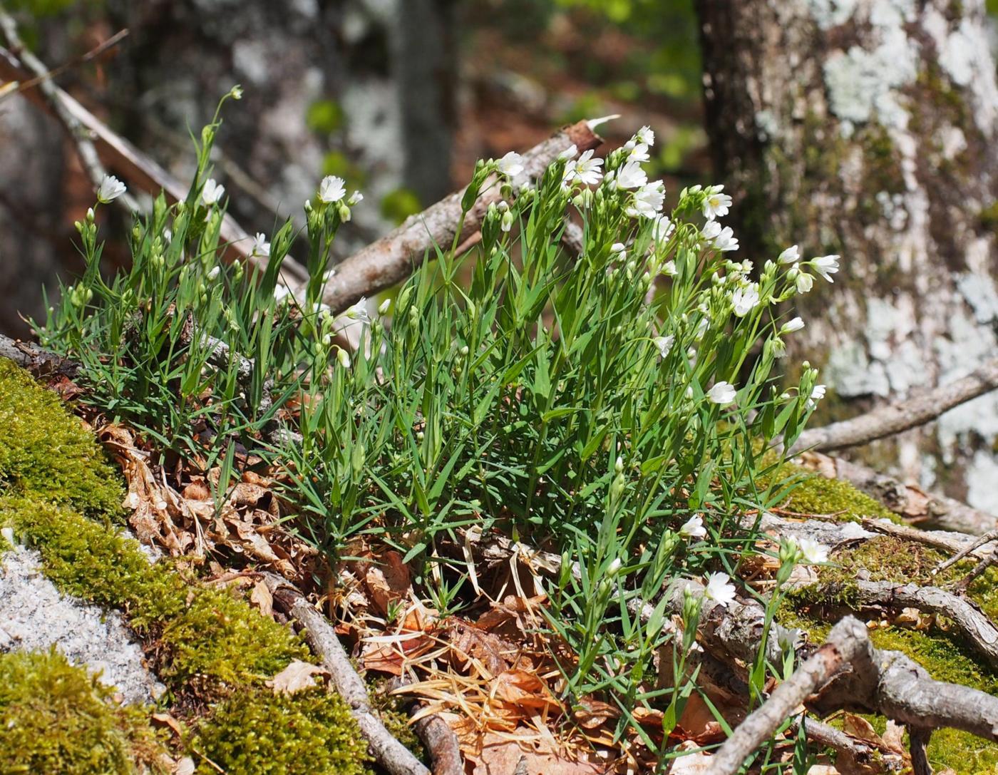 Stitchwort, Greater plant